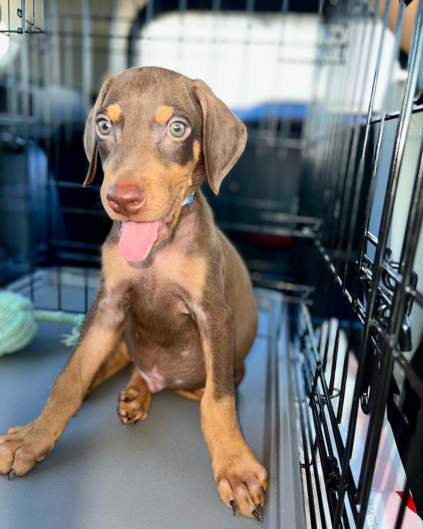 GUNNER Doberman puppy