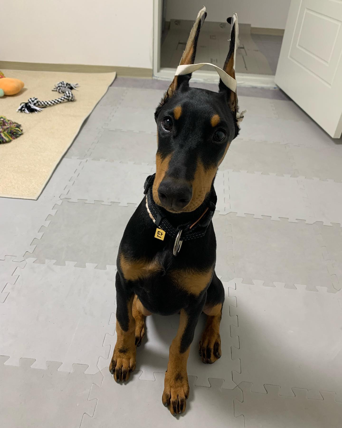 DAN Doberman puppy