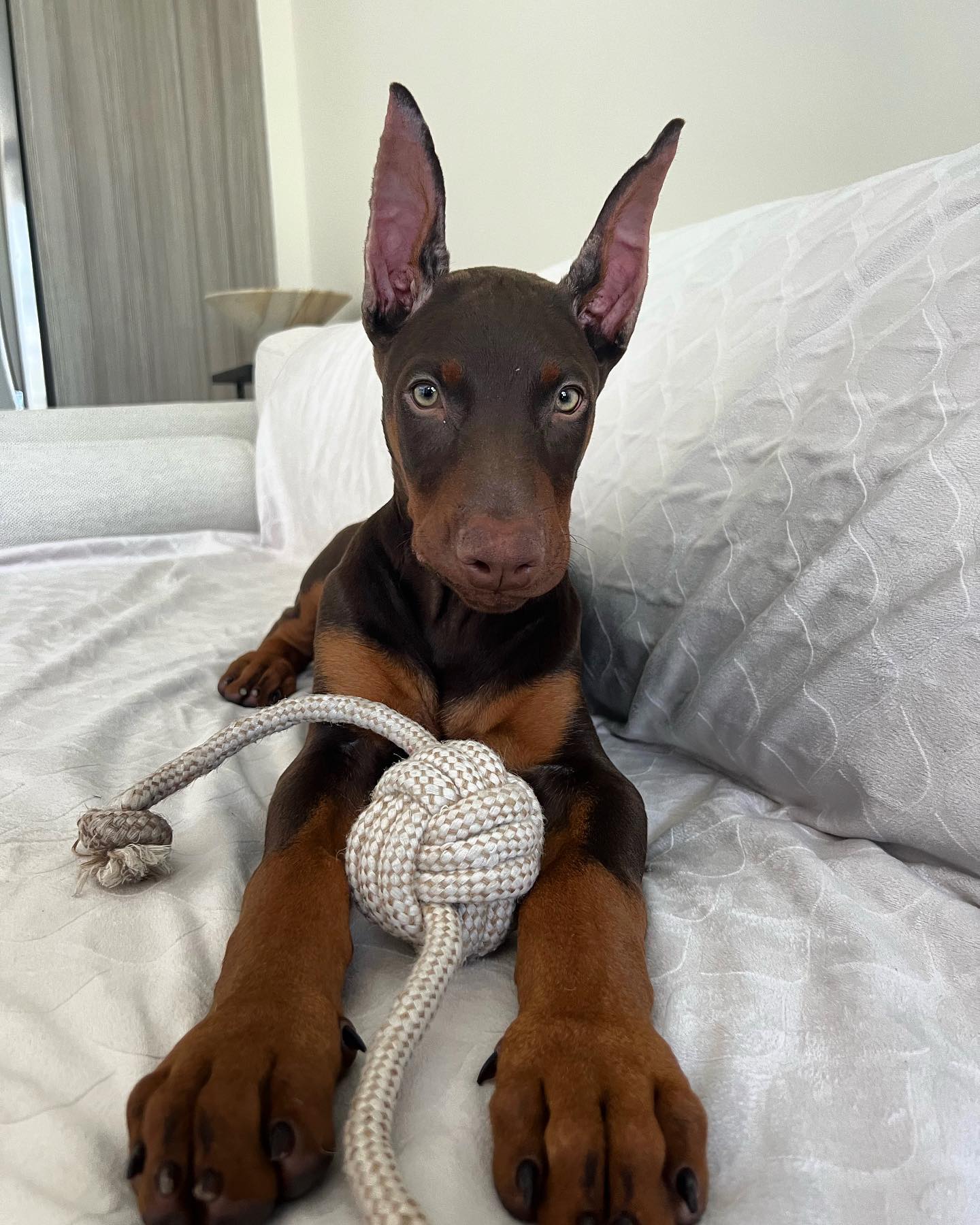 DRACO Doberman puppy