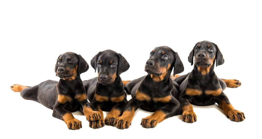 Doberman Pinscher puppy group