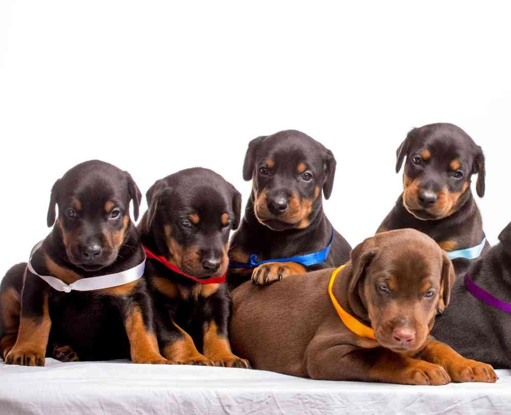 Doberman Pinscher puppy