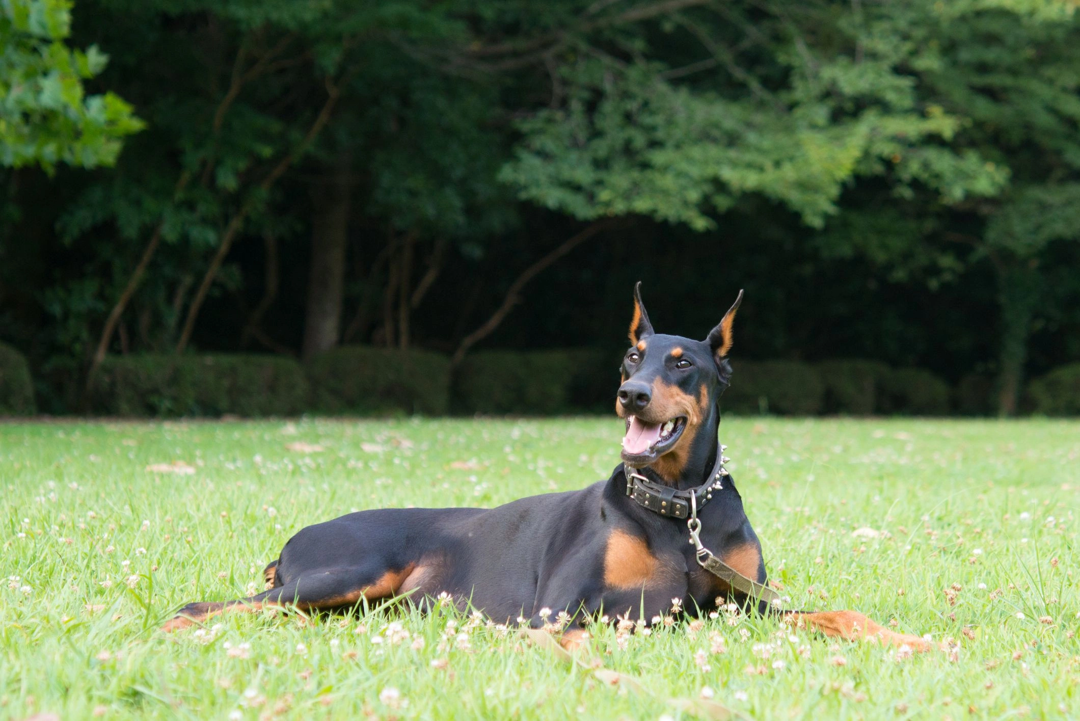 Doberman Pinscher outdoors