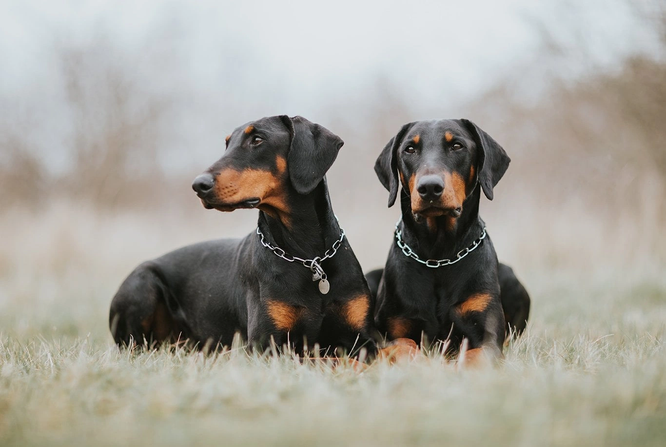 Doberman Pinscher portrait