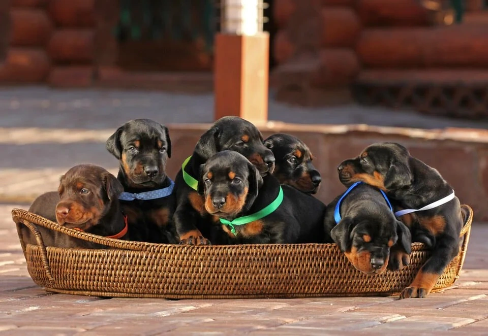 Doberman Pinscher available puppy