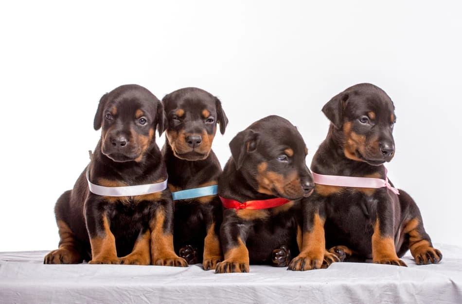 Attentive Doberman Pinscher