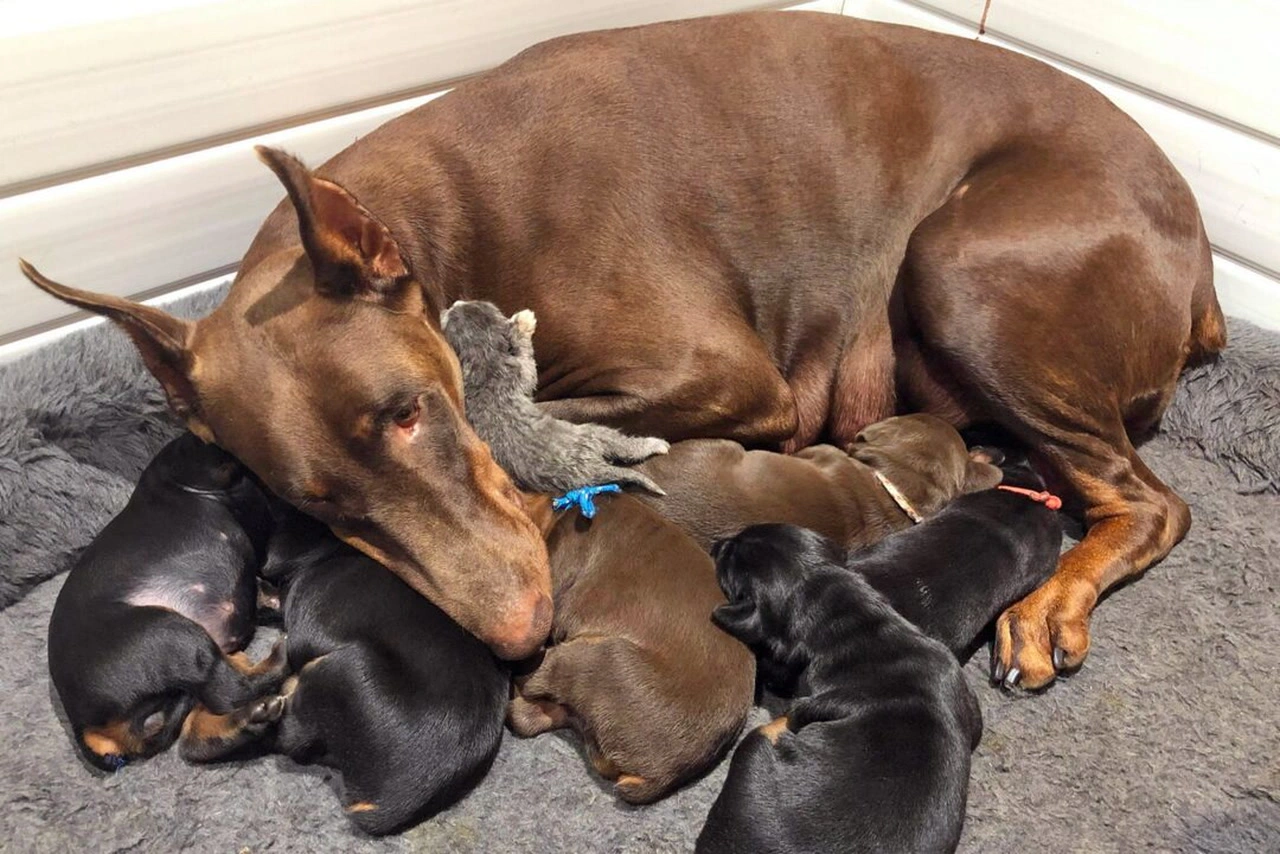 Doberman Pinscher puppies