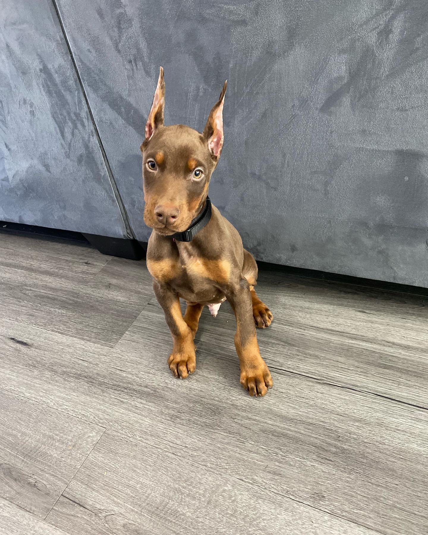 Gemini Doberman puppy