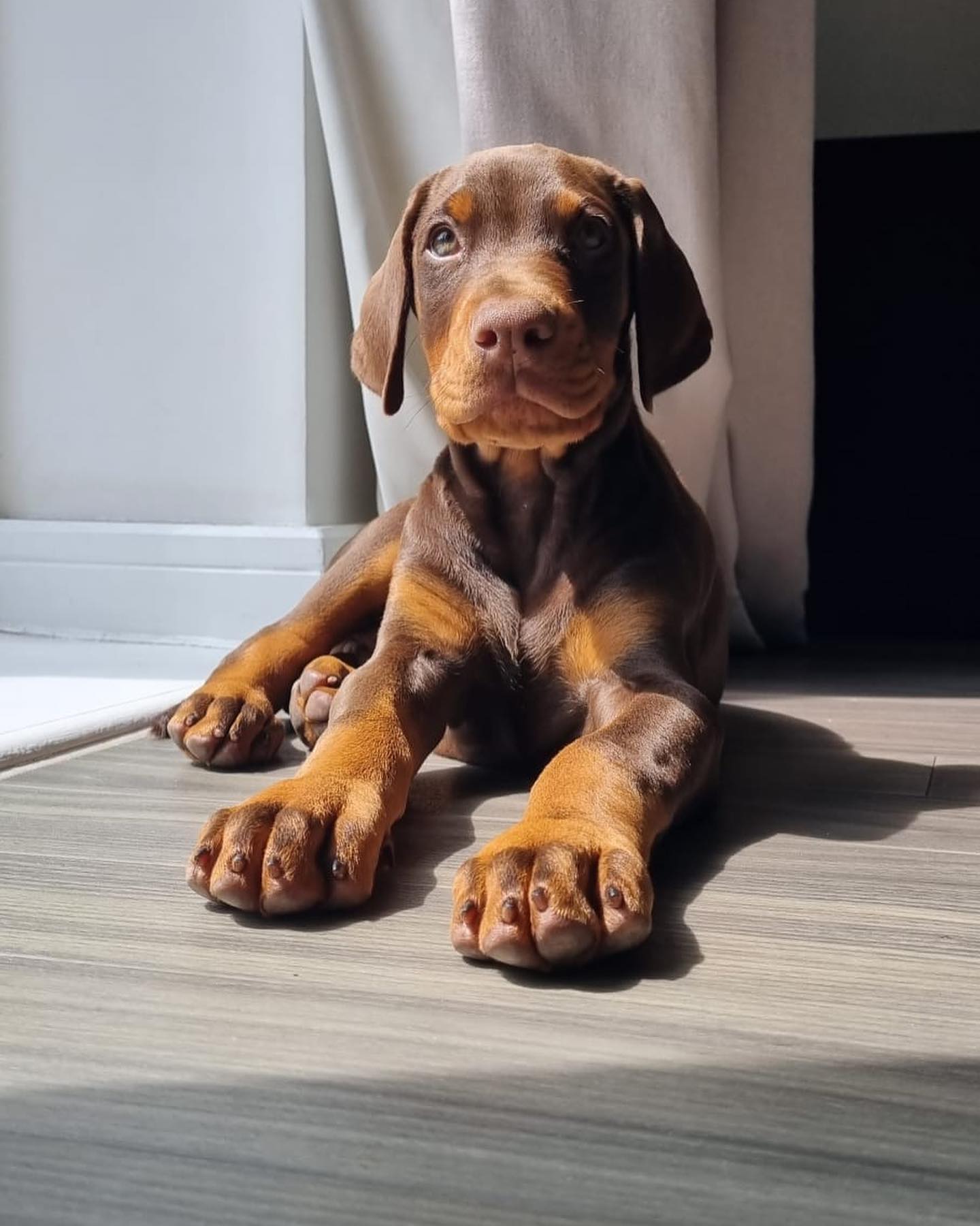 Kobe Doberman puppy