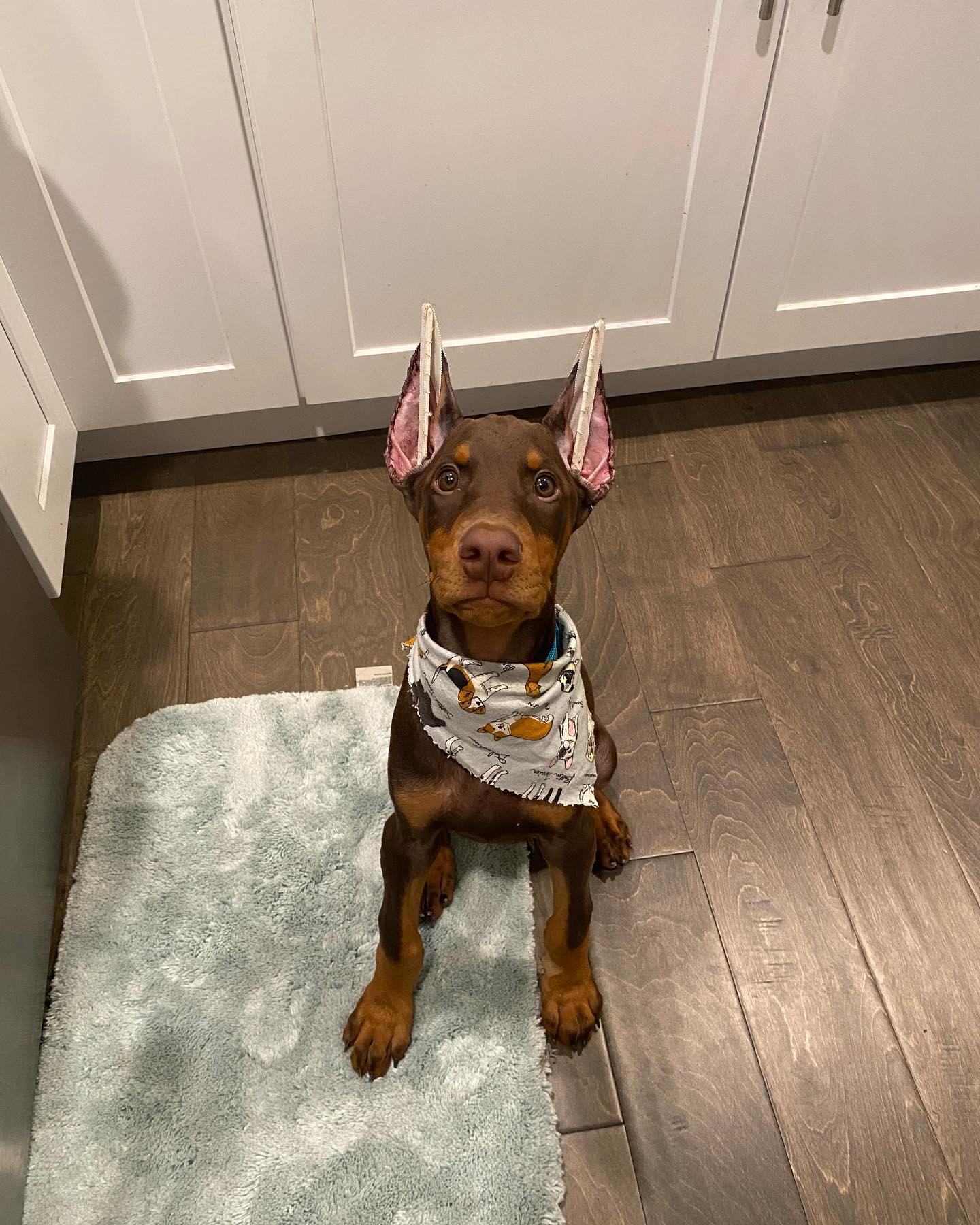 KODAK Doberman puppy