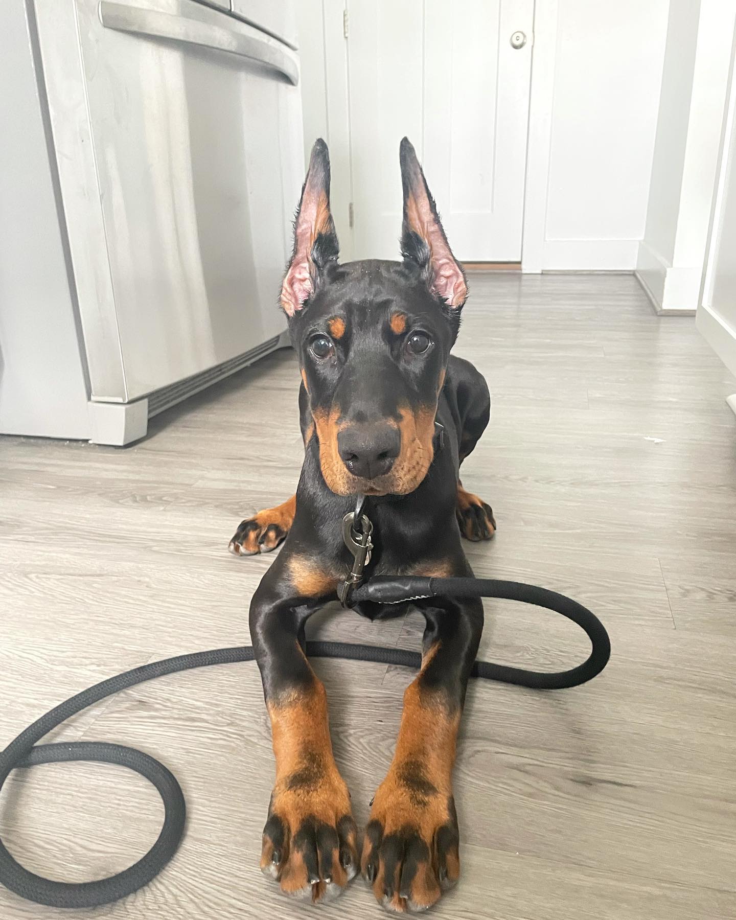 MIKA Doberman puppy