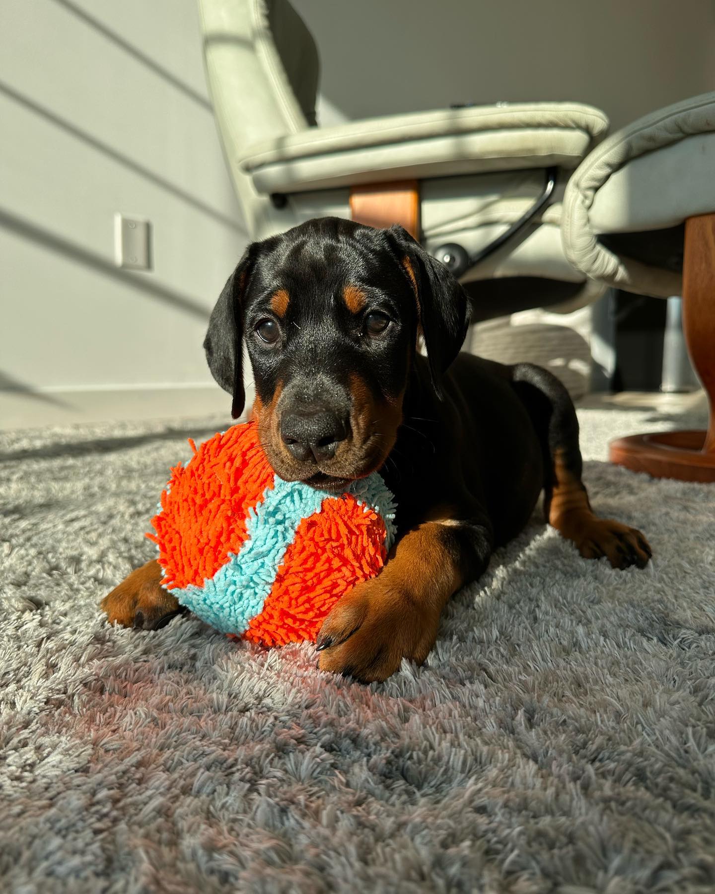 Popcy Doberman puppy