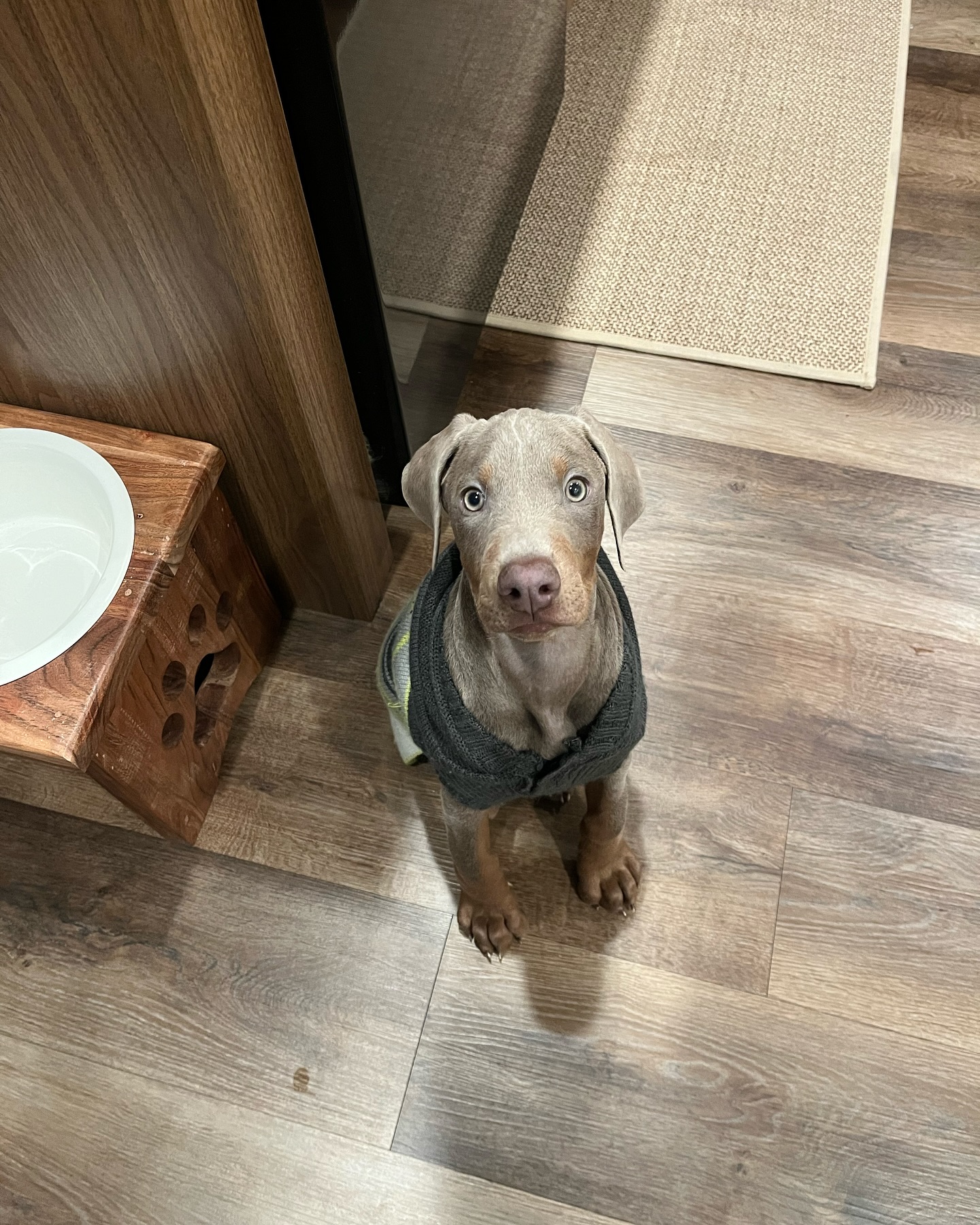 REAH Doberman puppy