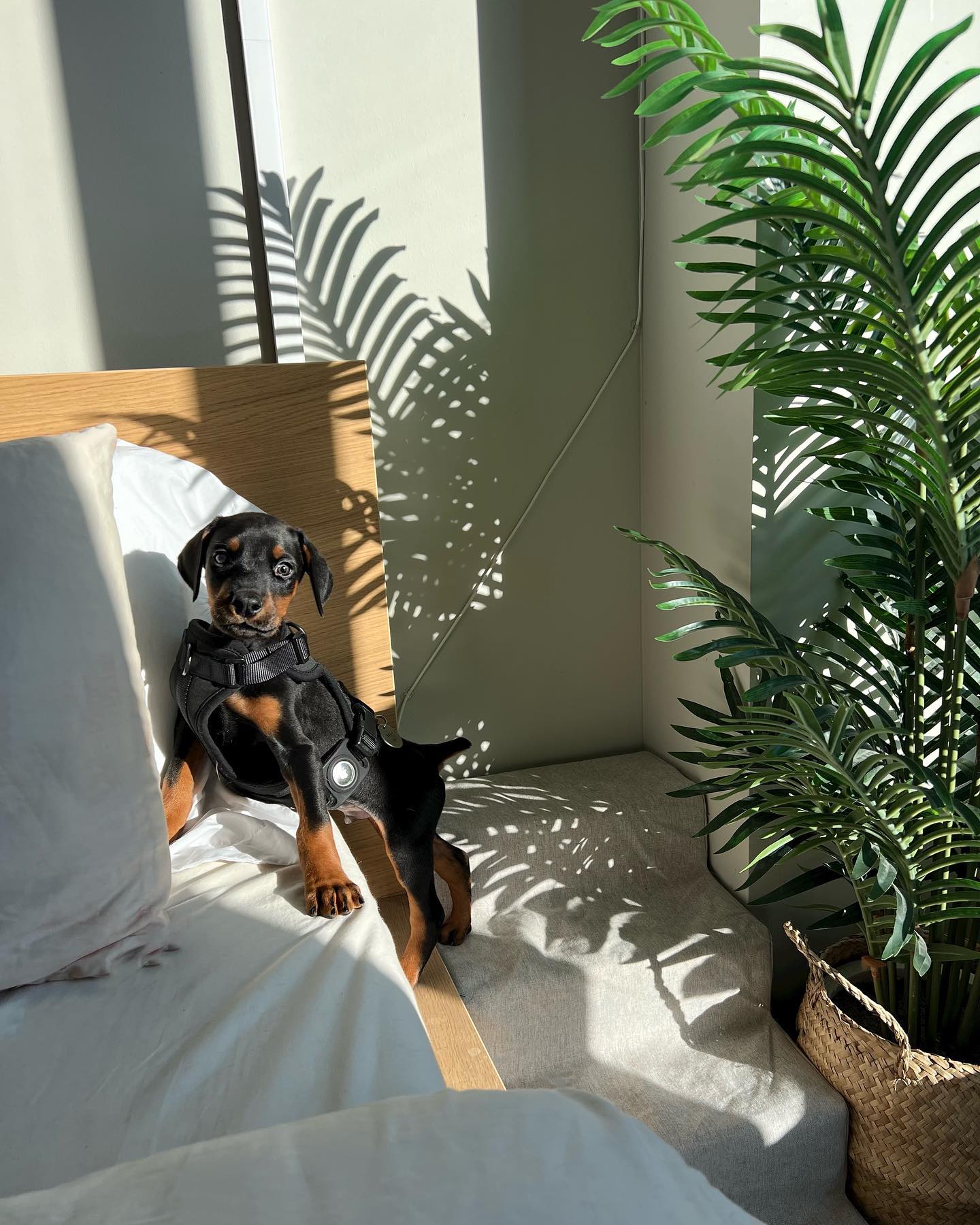 Rowan Doberman puppy
