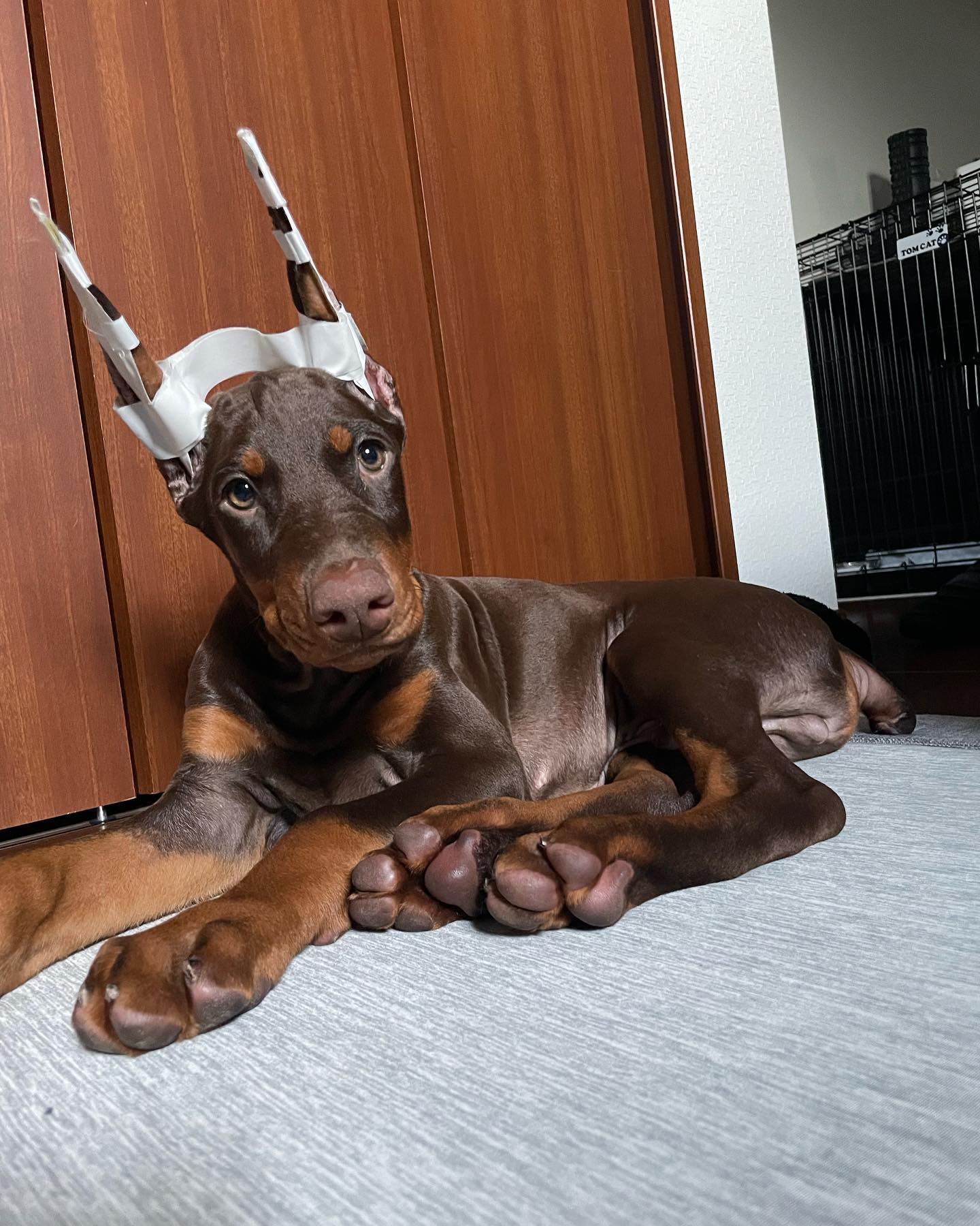SHAKA Doberman puppy