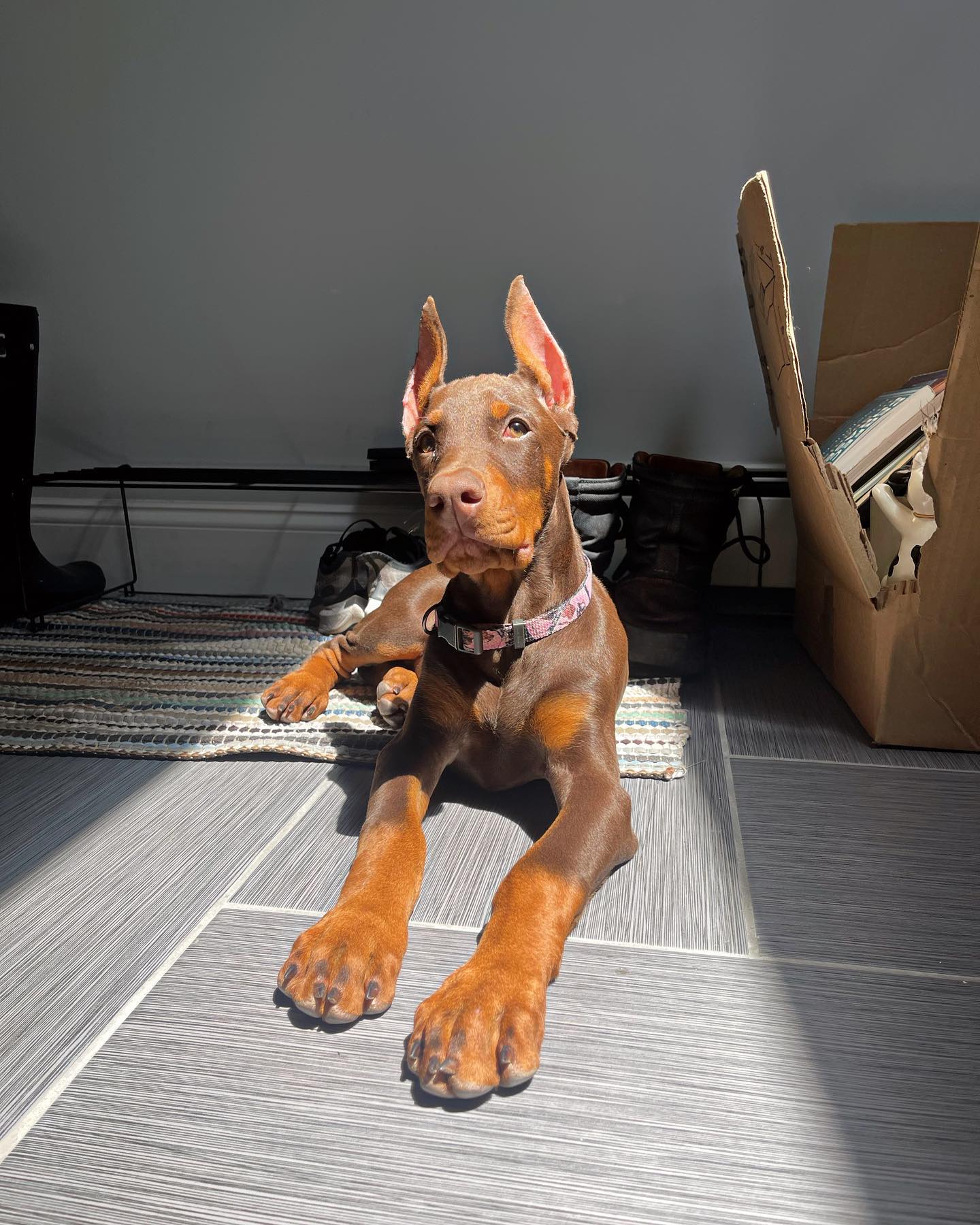 SIN Doberman puppy