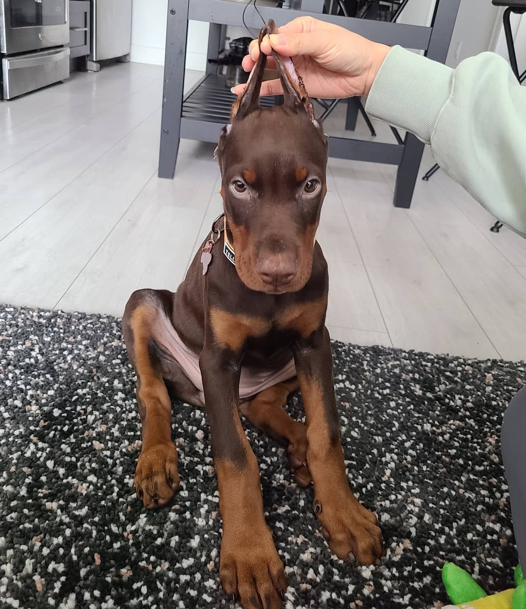STELLA Doberman puppy