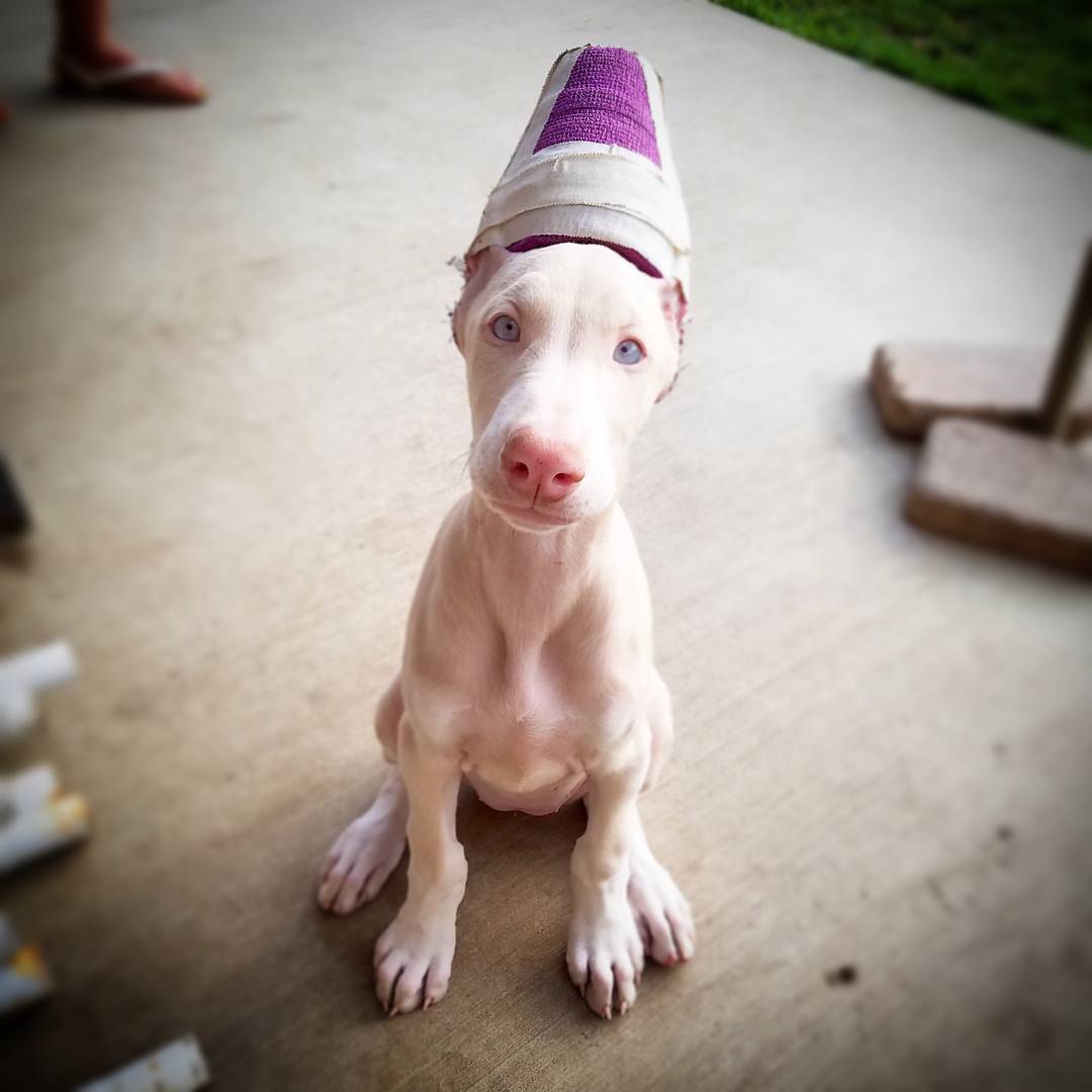 SILVER Doberman puppy