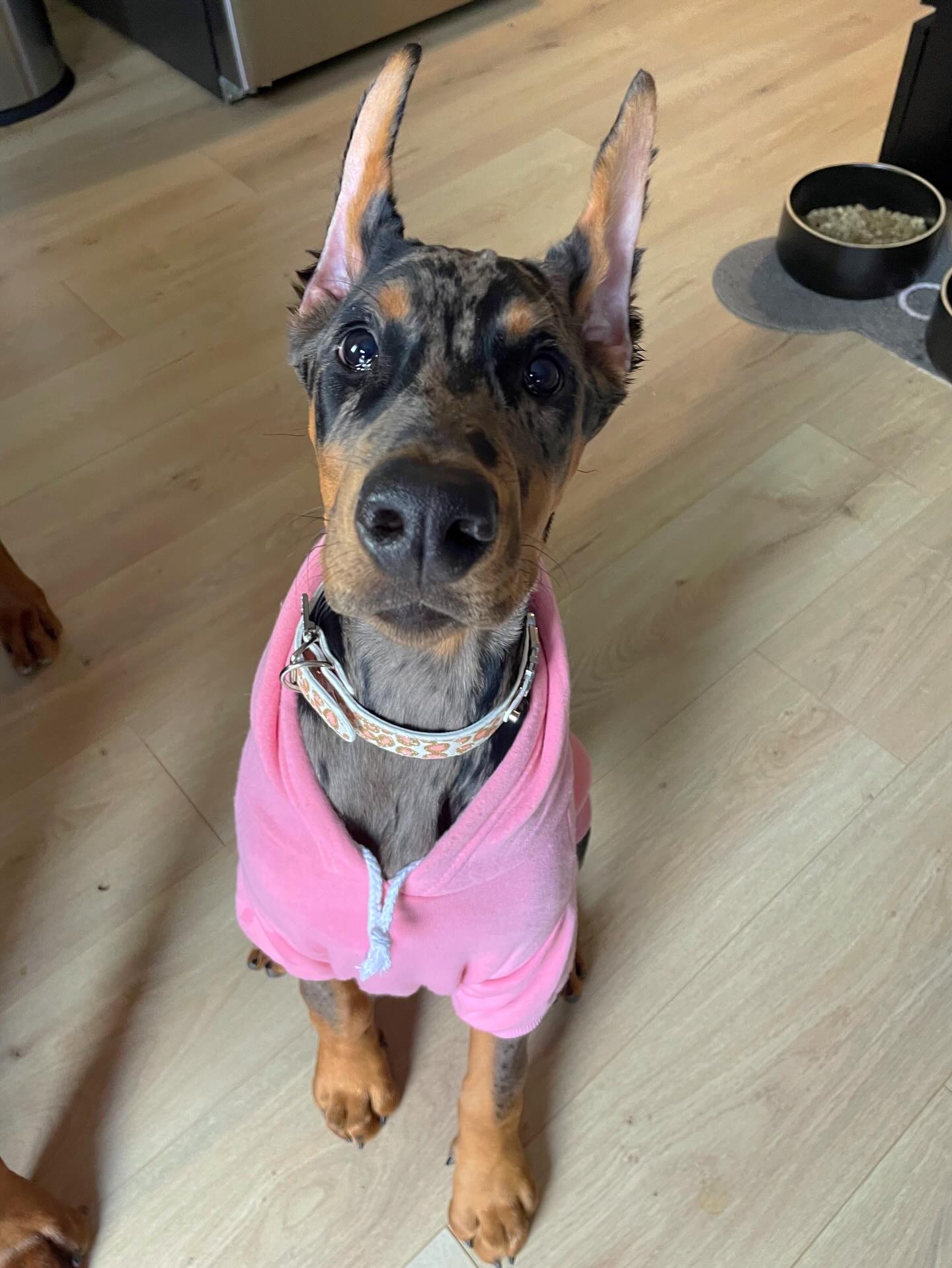 VEGA Doberman puppy