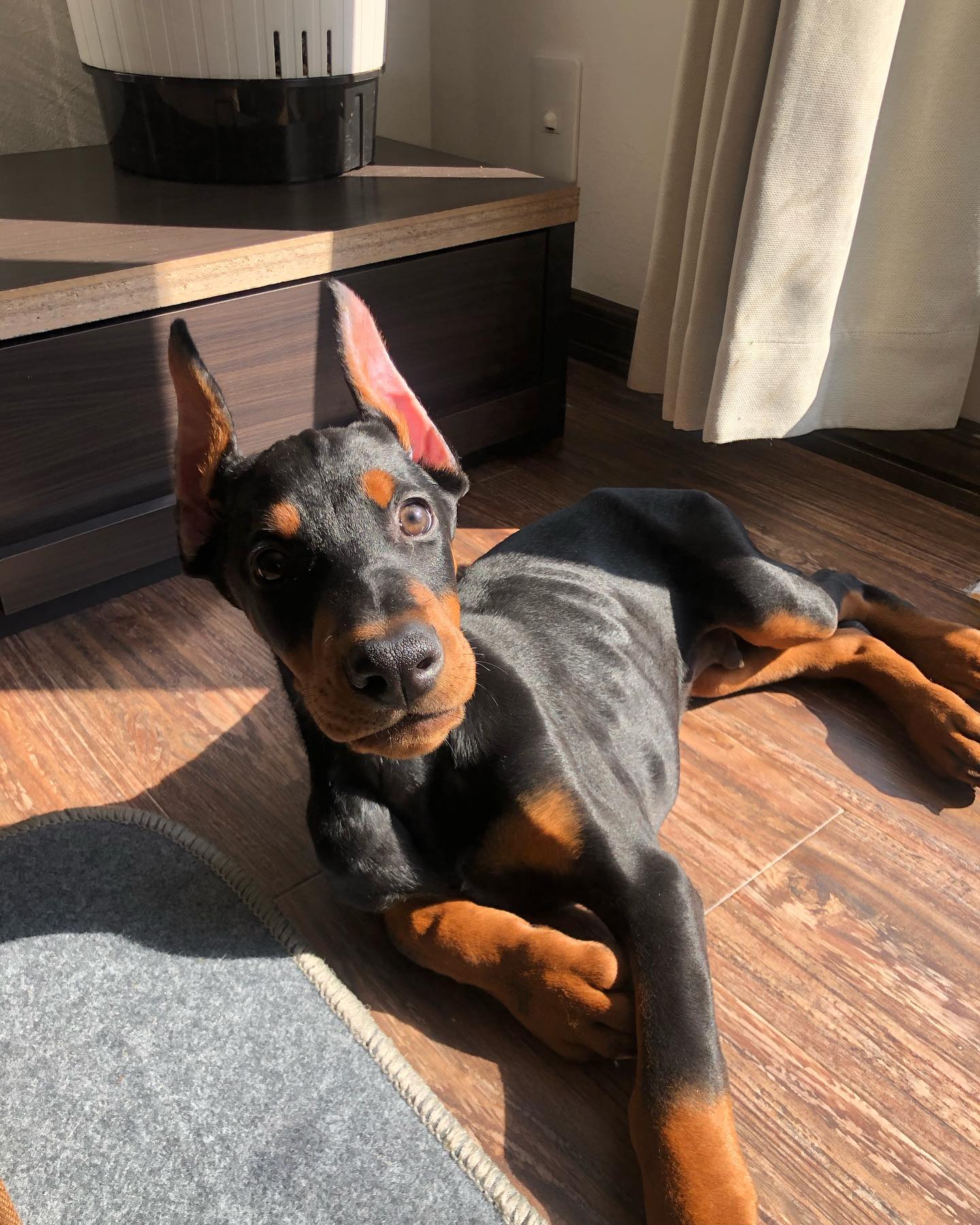 ZUMA Doberman puppy