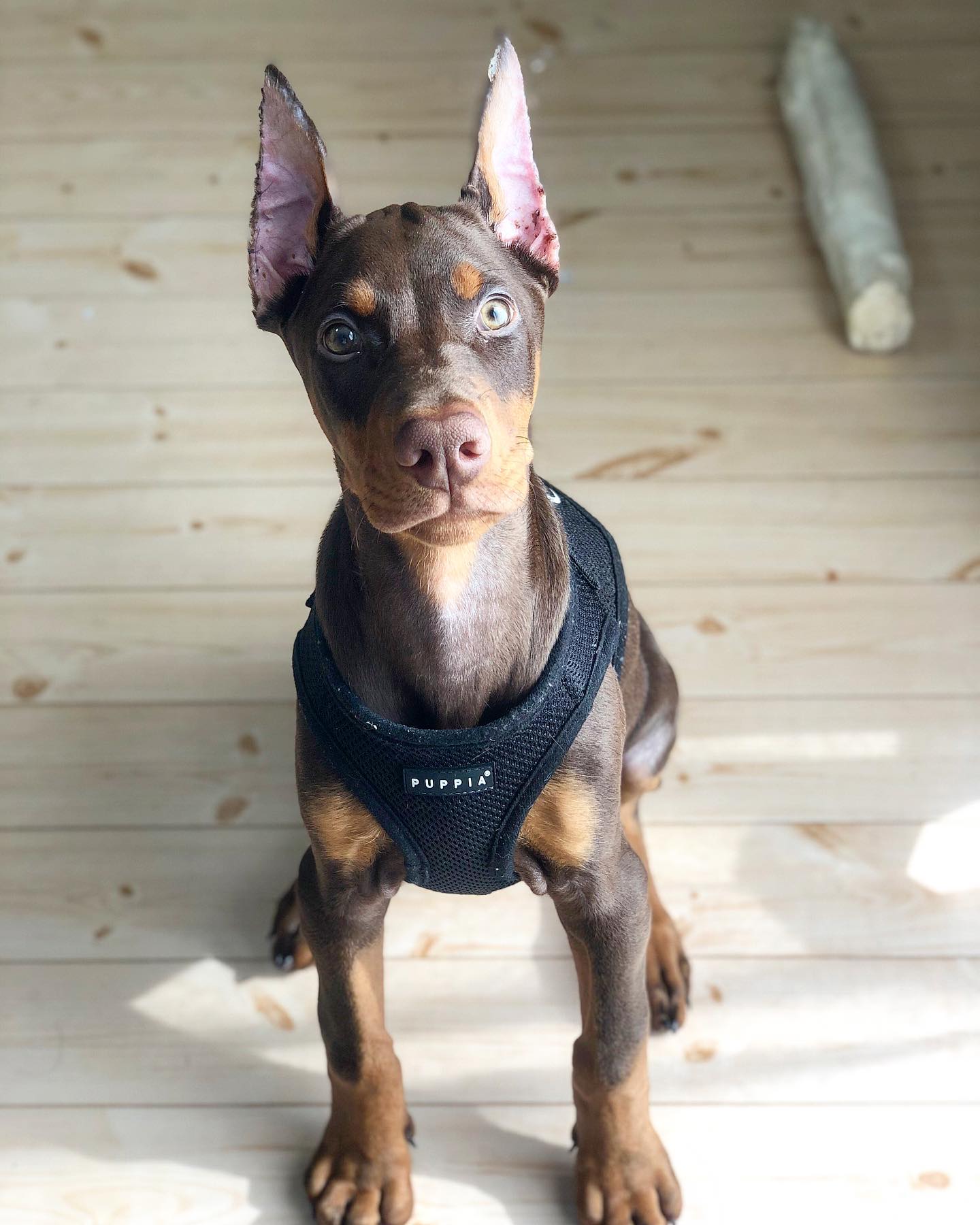 ODEN Doberman puppy
