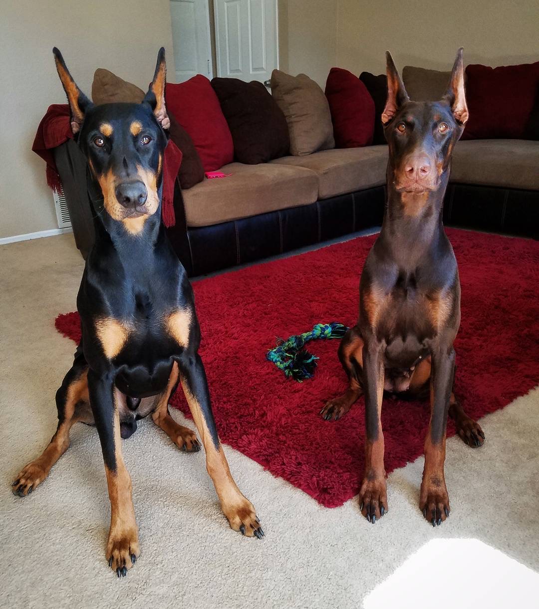 Doberman Pinscher companion