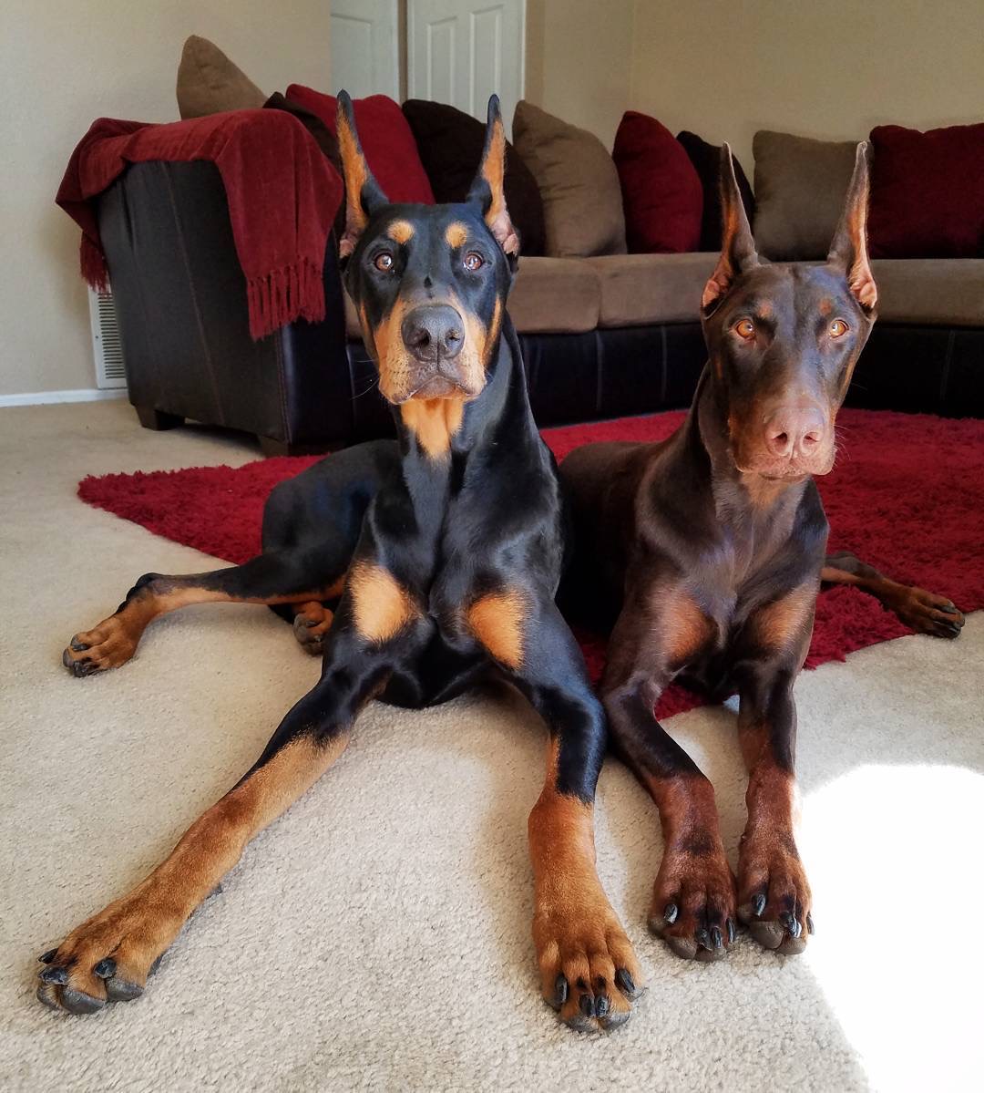 Doberman Pinscher puppy