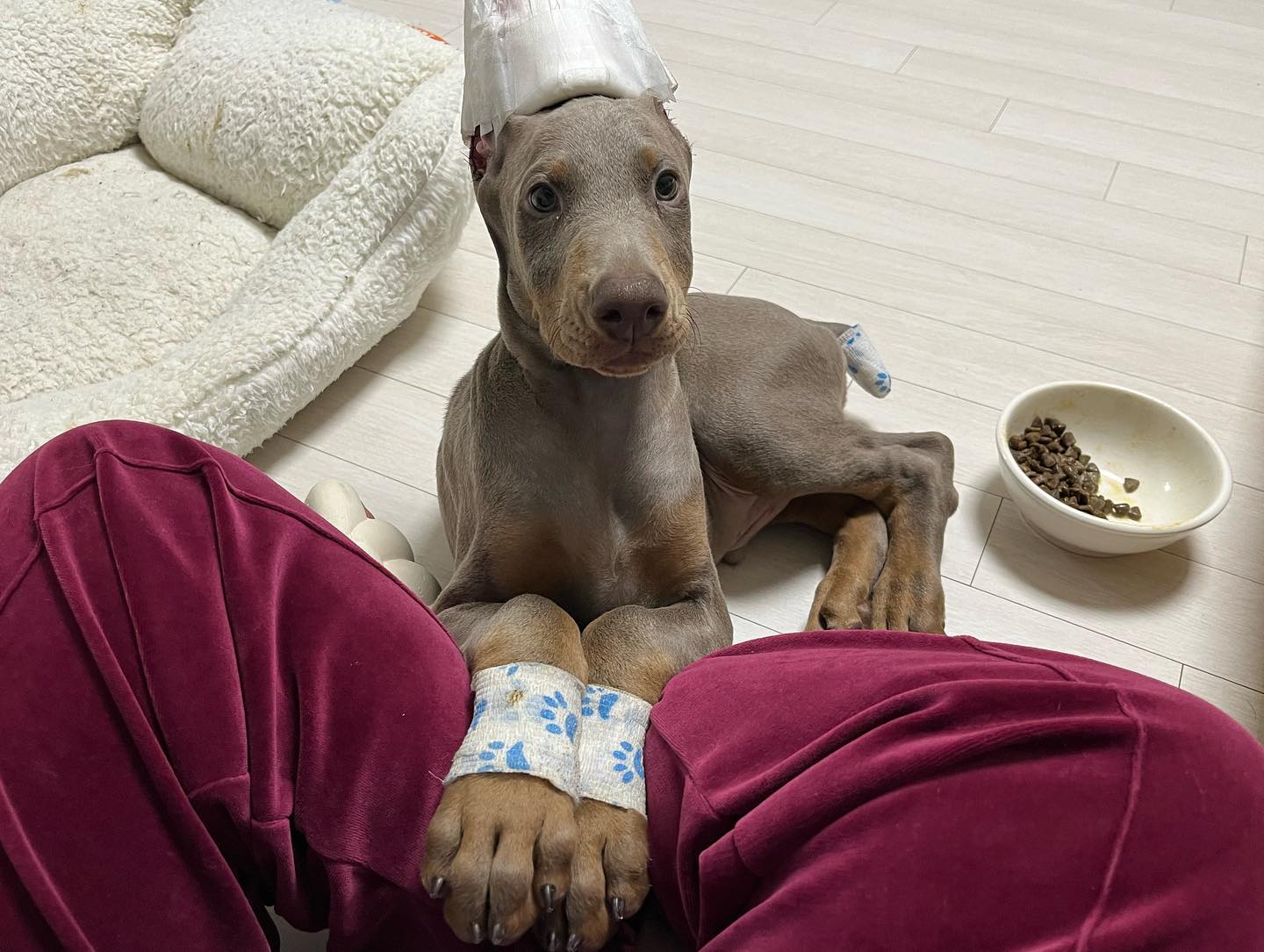 KIWI Doberman puppy