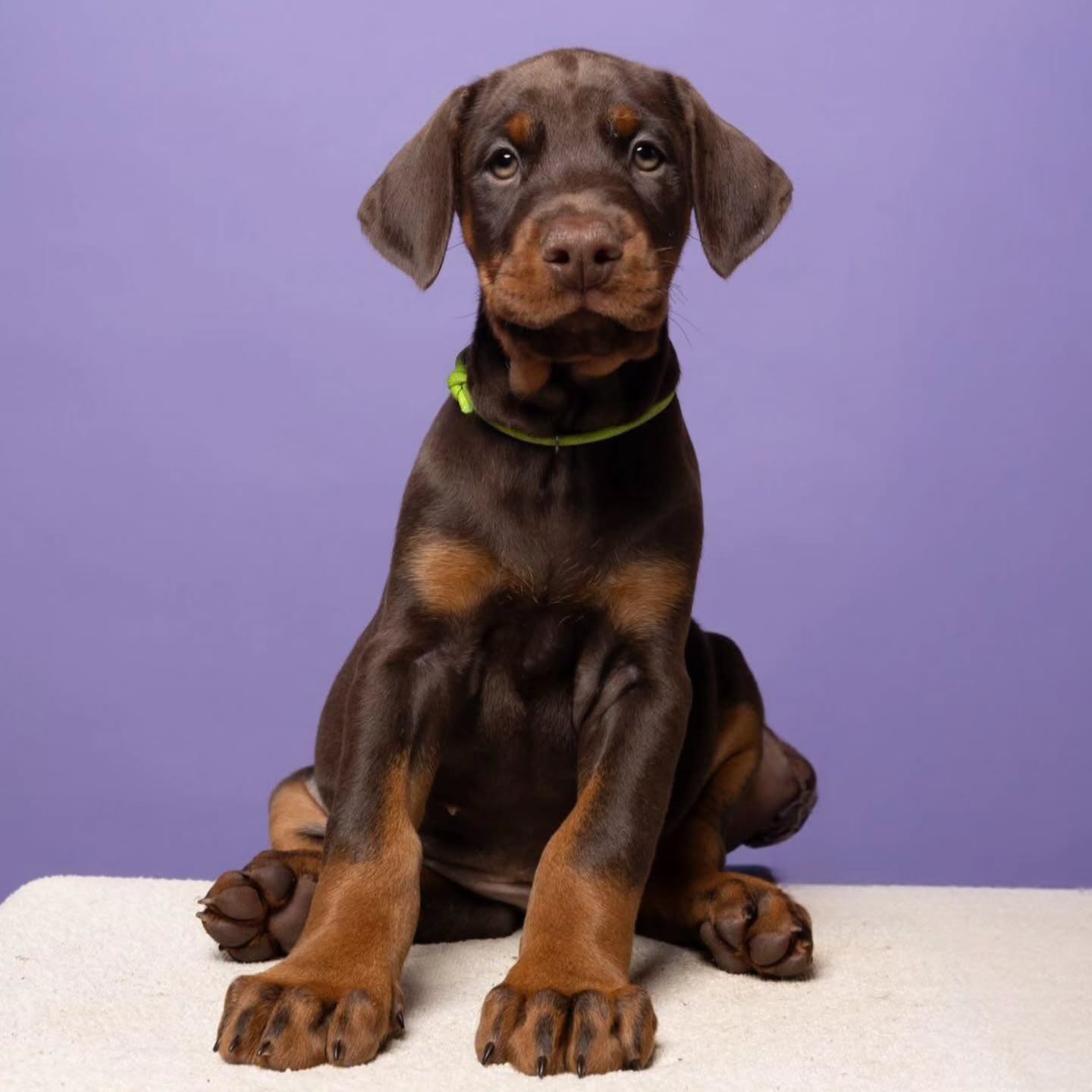 ROSA Doberman puppy